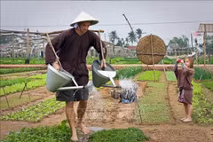 Foreign tourists experience farming in Tra Que vegetable village in Hoi An, Da Nang city (Photo: VNA)