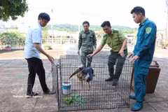 Dong Nai authorities receive and transfer the lesser adjutant for rescue and conservation on June 13. (Photo: VNA)