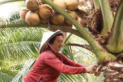 At a coconut orchard in Dong Thap province (Photo: VNA)