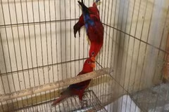 Two Red Lories (Eos rubra) found among the 104 wild animals being kept without documentation proving their lawful origin in Phuoc Thanh commune, Tay Ninh province. (Photo published by VNA)