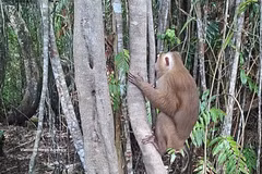 The rhesus macaque released into the U Minh Ha National Park (Photo: VNA)