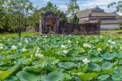 With its rich history, aesthetic grace, and spiritual meaning, the lotus stands as a central symbol in defining Hue’s cultural identity. (Photo: tapchidongnama.vn)