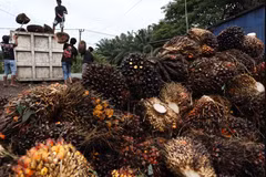 Middle East conflict poses challenges for Indonesia's palm oil industry