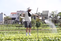 A visitor enjoys hands-on farming activities, including preparing the soil, planting vegetables and watering crops, in Tra Que Vegetable Village in Hoi An Tay ward, Da Nang city. (Photo: VNA)