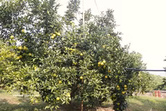 At an orchard in Bac Ninh city (Photo: VNA)