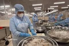 Fish processing for export to Japan (Photo: VNA)