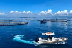 Australis Vietnam Seafood Co., Ltd.'s high-tech deep-water barramundi farming site in Van Phong Bay, Khanh Hoa province. (Photo: nhandan.vn)