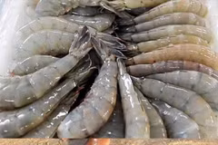 Indonesia resumes shrimp exports to Saudi Arabia after import ban lifted