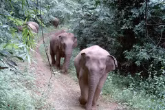 The Dong Nai elephant herd is photographed by the Humane World for Animals organisation's camera traps. (Photo: VNA broadcasts)