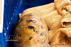 The golden tortoise is handed over to the Centre for Rescue, Conservation and Development under the Phong Nha - Ke Bang National Park (Photo: VNA)