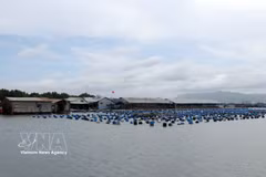 Aquaculture rafts on the Rang river in Long Son commune, Ho Chi Minh City, have benefited greatly from expanded digital connectivity, using technology in farming and selling their products online. (Photo: VNA)