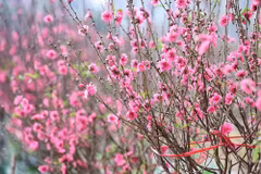 In Vietnamese cultural life, flowers and ornamental plants are not merely decorative elements that brighten living spaces.