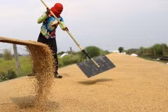 A farmer dries harvested palay in Baliuag, Bulacan on April 14, 2023. (PNA photo by Joan Bondoc)