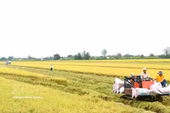 Harvesting high-quality rice in Can Tho city (Photo: VNA) 