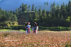 Young girls at a buckwheat flower valley in Tuyen Quang province. (Photo: VNA)