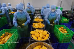 Vietnam-Mongolia trade turnover holds strong potential for growth, particularly in agricultural exports. (Illustrative photo: VNA)