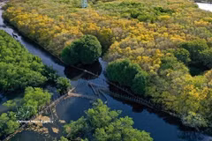 Ru Cha, the largest primeval mangrove forest on Tam Giang Lagoon. (Photo: VNA)