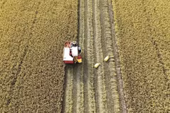 Thailand pilots low-carbon rice farming model
