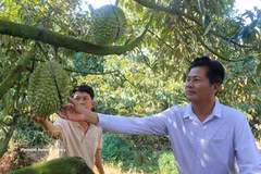Farmers visit the off-season durian orchard of Cao Chi Dai in Vinh Hanh commune, An Giang province (Photo: VNA)
