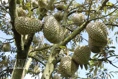 The quality of Lam Dong durians is improving thanks to standardised production processes, food safety controls and traceability (Photo: VNA)