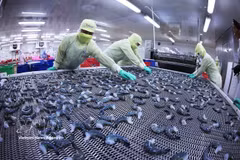 Shrimp products are frozen using IQF technology at the Minh Phu Seafood Group factory in Ly Van Lam ward, Ca Mau province. (Photo: VNA)