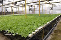 A hydroponic vegetable garden in Nguyet Hoa ward operated by Green Farm Co., Ltd. (Photo: VNA)