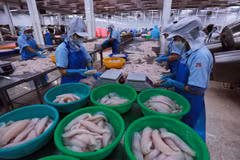 Seafood processing for export at a Vietnamese facility. (Photo: VietnamPlus)
