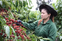 A farmer harvests coffee (Photo: VNA)