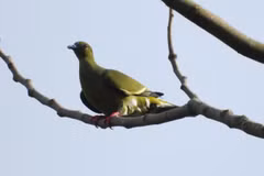 Six of the newly recorded species are of conservation significance, representing four orders and five families. (Photo published by VNA)
