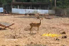 Animals at the semi-wild zone of the Centre for Tourism Promotion, Rescue, and Conservation under Bu Gia Map National Park in Dong Nai city (Photo: VNA)