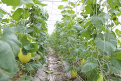 Bac Ninh province aims to further expand organic farming models and promote the adoption of high-tech agricultural practices. (Photo: bacninh.gov.vn)