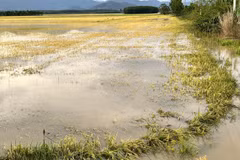 Large areas of rice fields in Nam Thanh commune remain heavily submerged after the rains. (Photo: VNA)