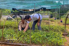Members of the Anh Duong Herbal Cooperative in Tay Giang commune, Da Nang city, take care of medicinal plants. (Photo: VNA)