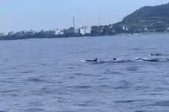 A pod of dolphins is spotted near Ly Son special zone, Quang Ngai province (Photo: screenshot from video)