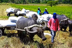  Philippines imposes temporary import ban on live cattle from Japan