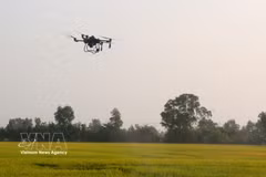 Unmanned aerial vehicles are used in rice production in Can Tho city. (Photo: VNA)