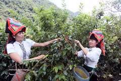Farmers in Muoi Noi commune, Son La province, harvest coffee. (Photo: VNA)