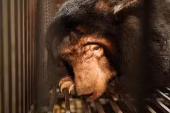 Asiatic black bear Odyssey (Photo: Animals Asia)