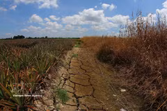 Many inland canals in Can Tho city dries up following a prolonged period of extreme heat. (Photo: VNA)