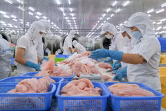 Processing tra fish for export (Photo: VNA)