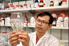 Dr Quach Truyen, a plant biotechnology scientist and the founder of PlantEdits, examines a plant. (Photo published by VNA)