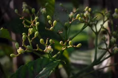 The bandicoot berry is one of the plant species being screened against approximately 10 different cancer cell lines. (Photo: straitstimes.com)
