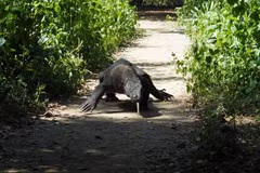 A Komodo Dragon is seen in Komodo National Park, Indonesia April 6, 2018. (Photo: Reuters)