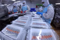 Workers pack shrimp for export at a factory of Minh Phu Seafood Corporation in Ly Van Lam ward, Ca Mau province. (Photo: VNA)
