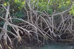 Indonesia advances legal framework to accelerate blue carbon pricing programme