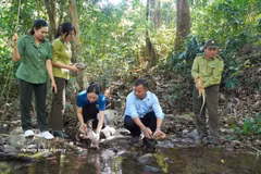 The wild animals are released back to the wild on June 22. (Photo published by VNA)