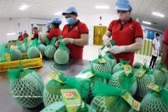 Workers package green-skinned pomelos for export at the Vina T&T Group factory in Vinh Long province (Photo: VNA)