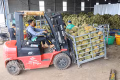 Durian is stockpiled at a company warehouse in Dong Gia Nghia ward, Lam Dong province, for sorting and distribution to the market. (Photo: VNA)