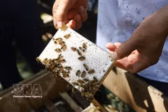 Comb honey produced using Le Loc Quan’s interlocking-frame technique is well regarded for its quality and popular in the Korean market (Photo: VNA) 