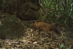 An adult Dhole (Cuon alpinus) is recorded by a camera trap in the core area of Pu Hoat Nature Reserve, Nghe An province. (Photo published by VNA)